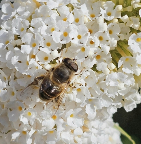Common Drone Fly