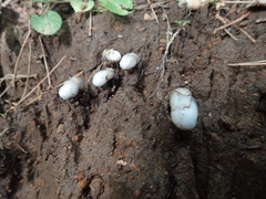 Monotropastrum humile