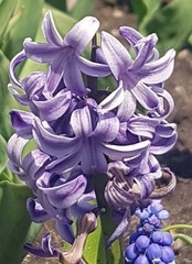 Hyacinthus