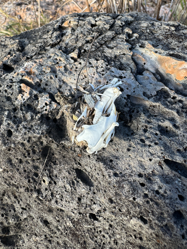 Galapagos Oryzomys