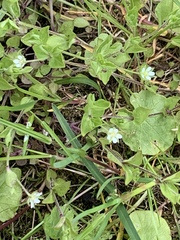 Moehringia trinervia