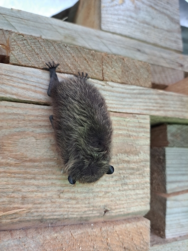 Northern Serotine