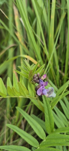 Bush Vetch