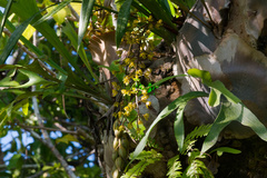 Cymbidium madidum, photograph (c) Nathan Ruser, some rights reserved (CC BY)
