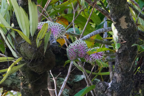 Dendrobium smillieae, photograph 2