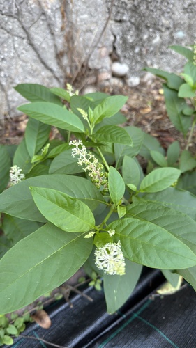 American pokeweed