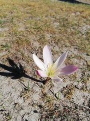 Zephyranthes fosteri
