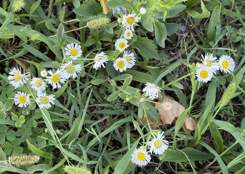annual fleabane