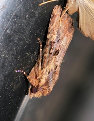Apamea sodalis