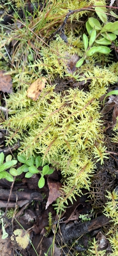 stairstep moss