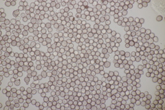 Microbotryum lychnidis-dioicae