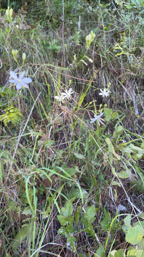 Anthericum ramosum, photograph 4