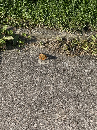 Painted Lady