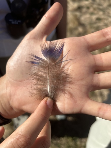 Plume de Paon bleu