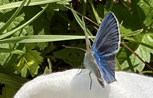 Common Blue