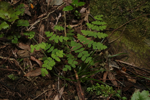 Water Fern