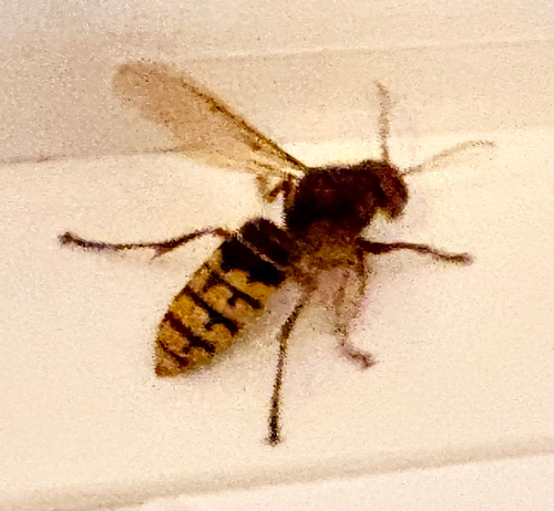 European Hornet