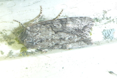 Achatia distincta