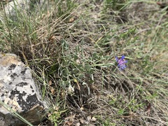 Centaurea triumfettii