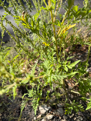 common ragweed