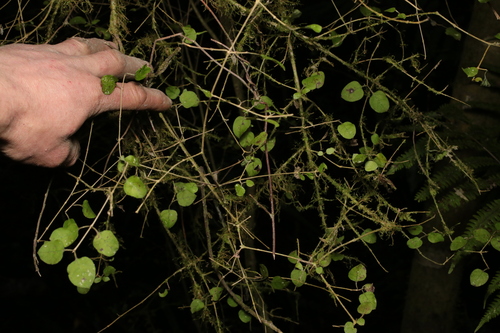 Round Leaved Coprosma
