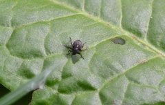 Rhinoncus leucostigma