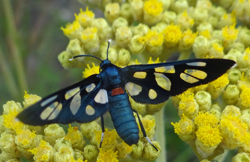 Amata miozona