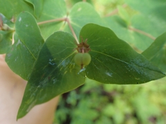 Euphorbia sieboldiana