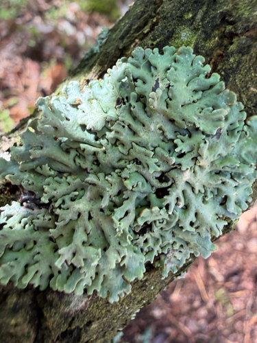 Hooded Tube Lichen