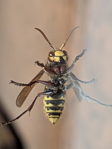 European Hornet