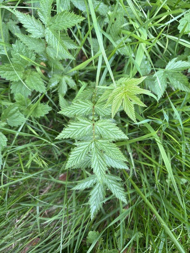 Meadowsweet
