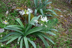 Pancratium illyricum