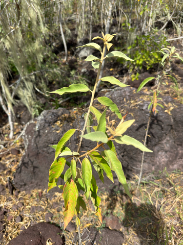 Croton scouleri, photograph 2