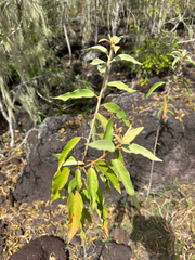 Croton scouleri, photograph (c) Naji Love, some rights reserved (CC BY)