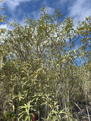 Croton scouleri