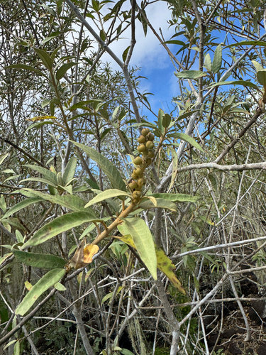 Croton scouleri, photograph 3