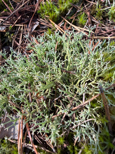 many-forked cladonia