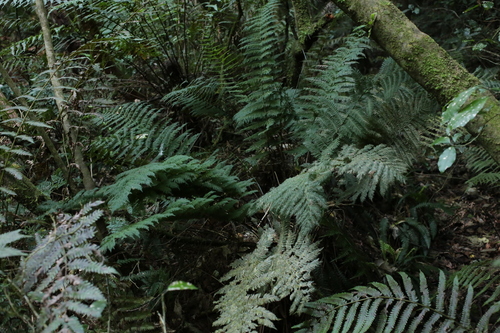 Crepe fern