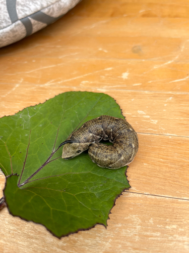 Convolvulus Hawkmoth