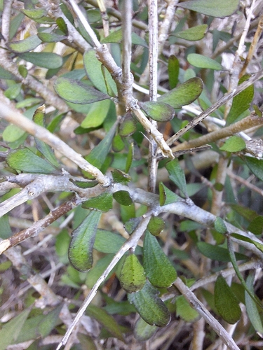 Porcupine Shrub