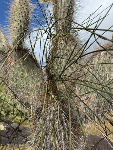 Opuntia galapageia, photograph 5