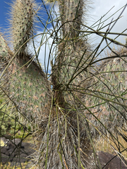 Opuntia galapageia, photograph (c) Naji Love, some rights reserved (CC BY)