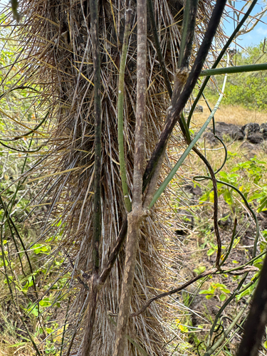 Opuntia galapageia, photograph 6