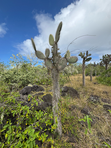 Opuntia galapageia, photograph 4