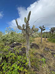 Opuntia galapageia, photograph (c) Naji Love, some rights reserved (CC BY)