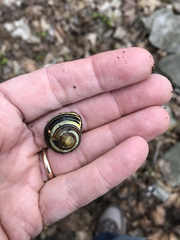 Cepaea nemoralis