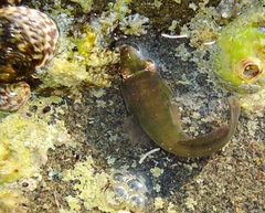 Lepadogaster candolii