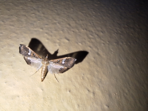 Mung Bean Moth