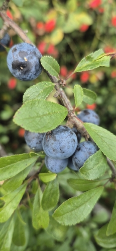Blackthorn