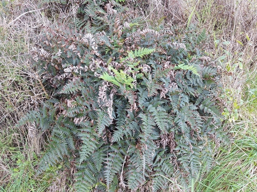 blue shield fern